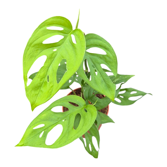 Monstera Sp.