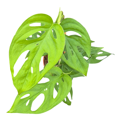 Monstera Sp.