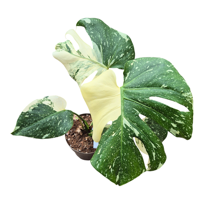 monstera thai constellation creme brulee Monstera Thai Constellation Crème Brûlée