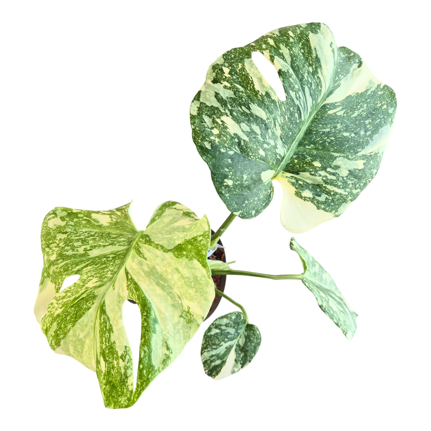 Monstera Thai Constellation Crème Brulee – Casa Botanica