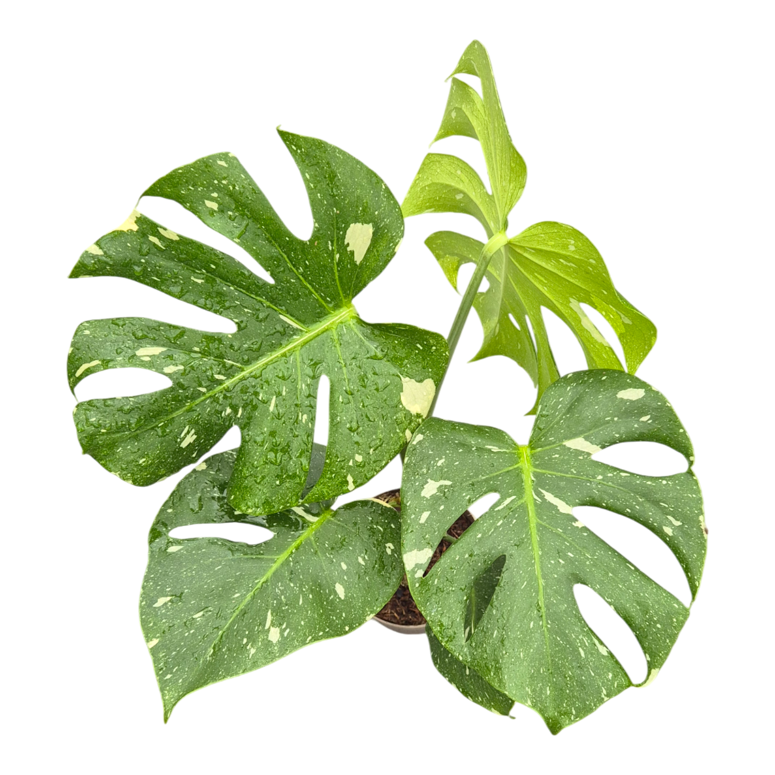Variegata-Zimmerpflanzen kaufen | Exklusive seltene Pflanzen | Casa  Botanica  Casa Botanica