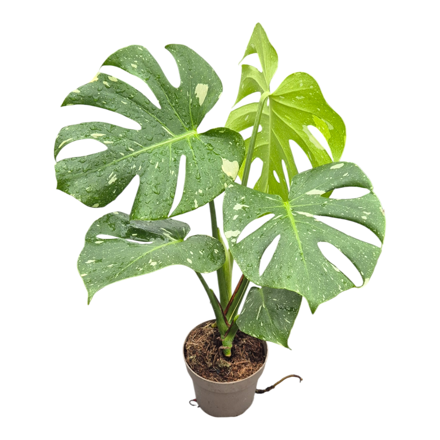 monstera deliciosa variegata thai constellation Monstera Thai Constellation – Casa Botanica