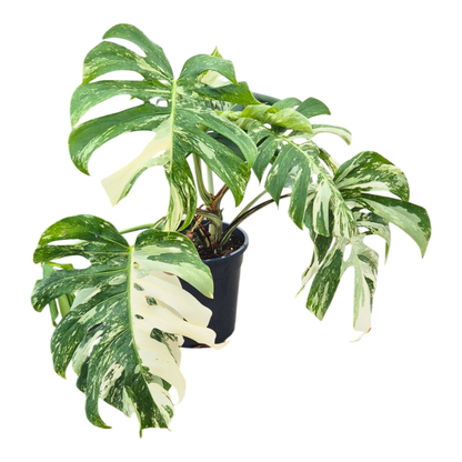 Wybrana Monstera Albo Variegata