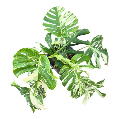 Wybrana Monstera Albo Variegata