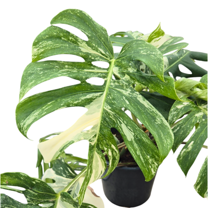 Wybrana Monstera Albo Variegata