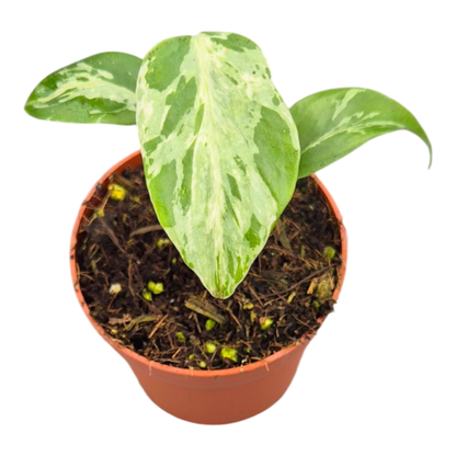 Monstera Bulbasaur