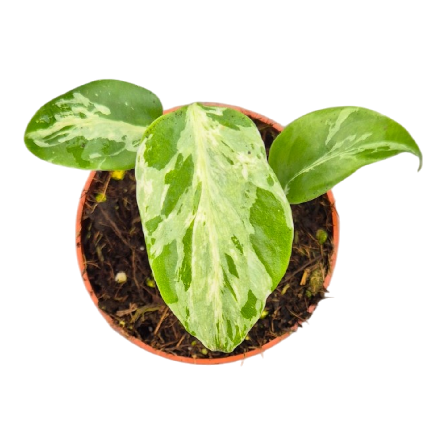 Monstera Bulbasaur