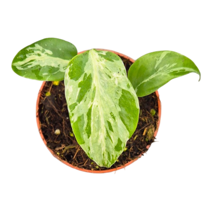 Monstera Bulbasaur