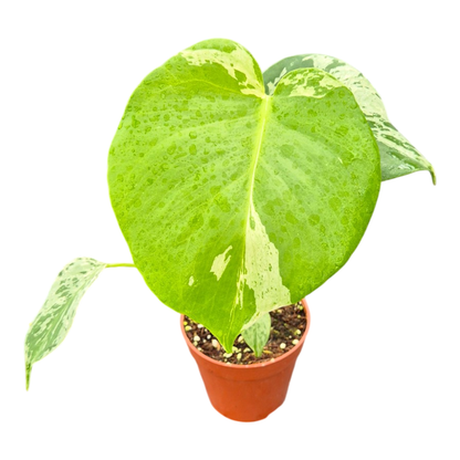 Monstera Bulbasaur Less Variegata
