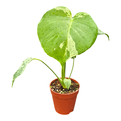 Monstera Bulbasaur Less Variegata