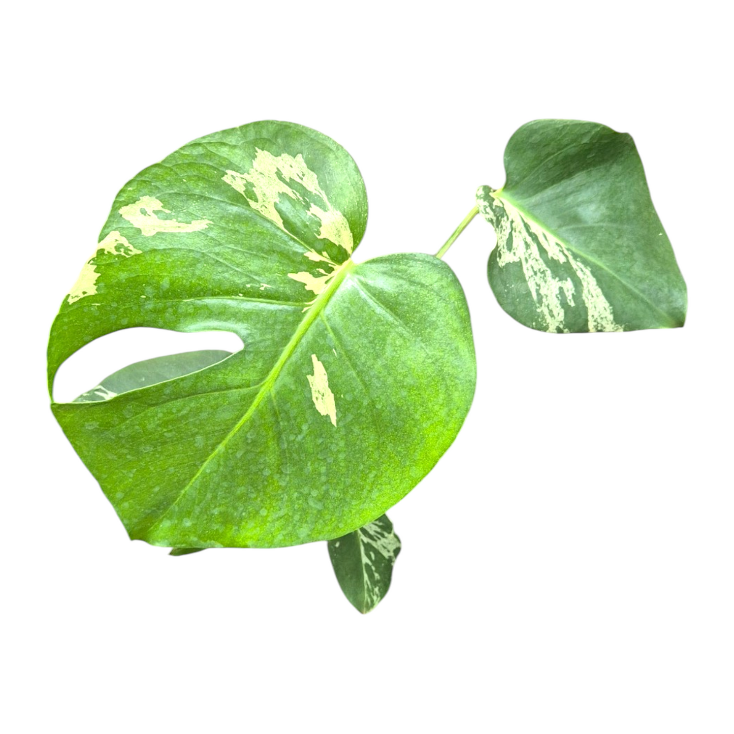 Monstera Bulbasaur Less Variegata