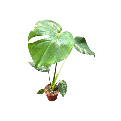Monstera Bulbasaur Less Variegata