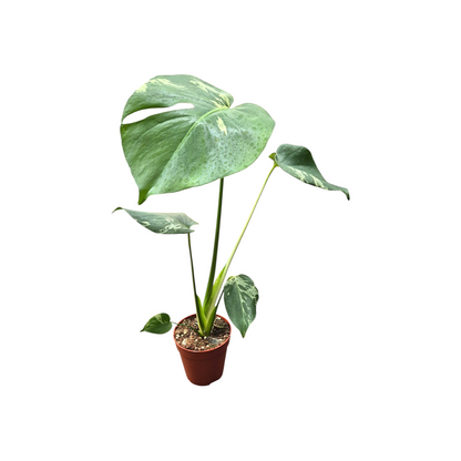 Monstera Bulbasaur Less Variegata