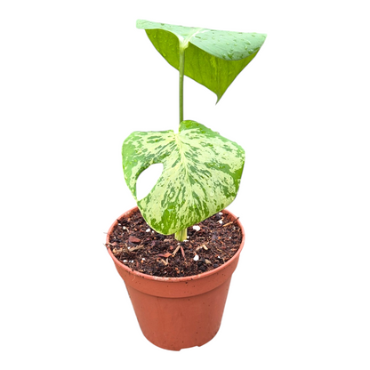 Monstera Bulbasaur