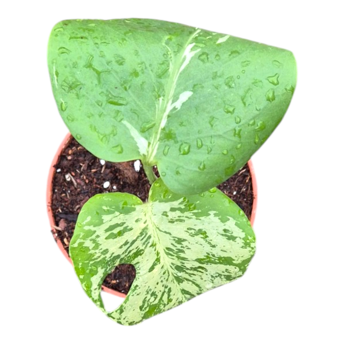 Monstera Bulbasaur