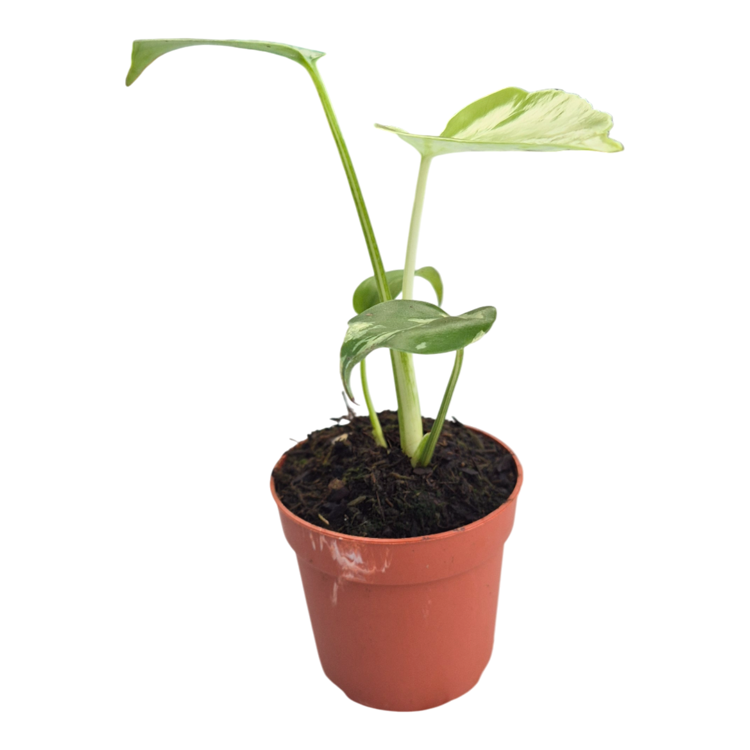 Monstera Bulbasaur \u2013 Casa Botanica