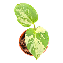 Monstera Bulbasaur