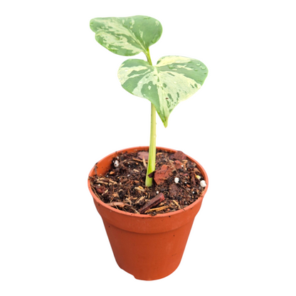 Monstera Bulbasaur