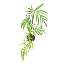 Selected Monstera Croatii