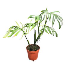 Selected Monstera Croatii