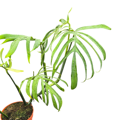 Selected Monstera Croatii