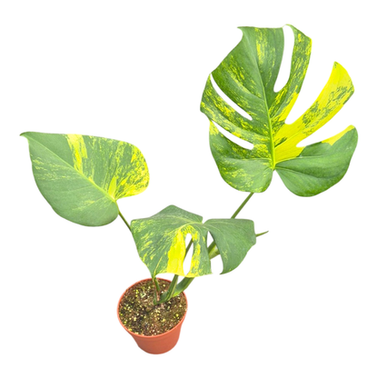 Monstera Deliciosa Aurea Variegata