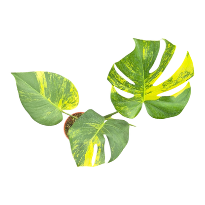 Monstera Deliciosa Aurea Variegata