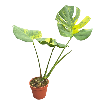 Monstera Deliciosa Aurea Variegata