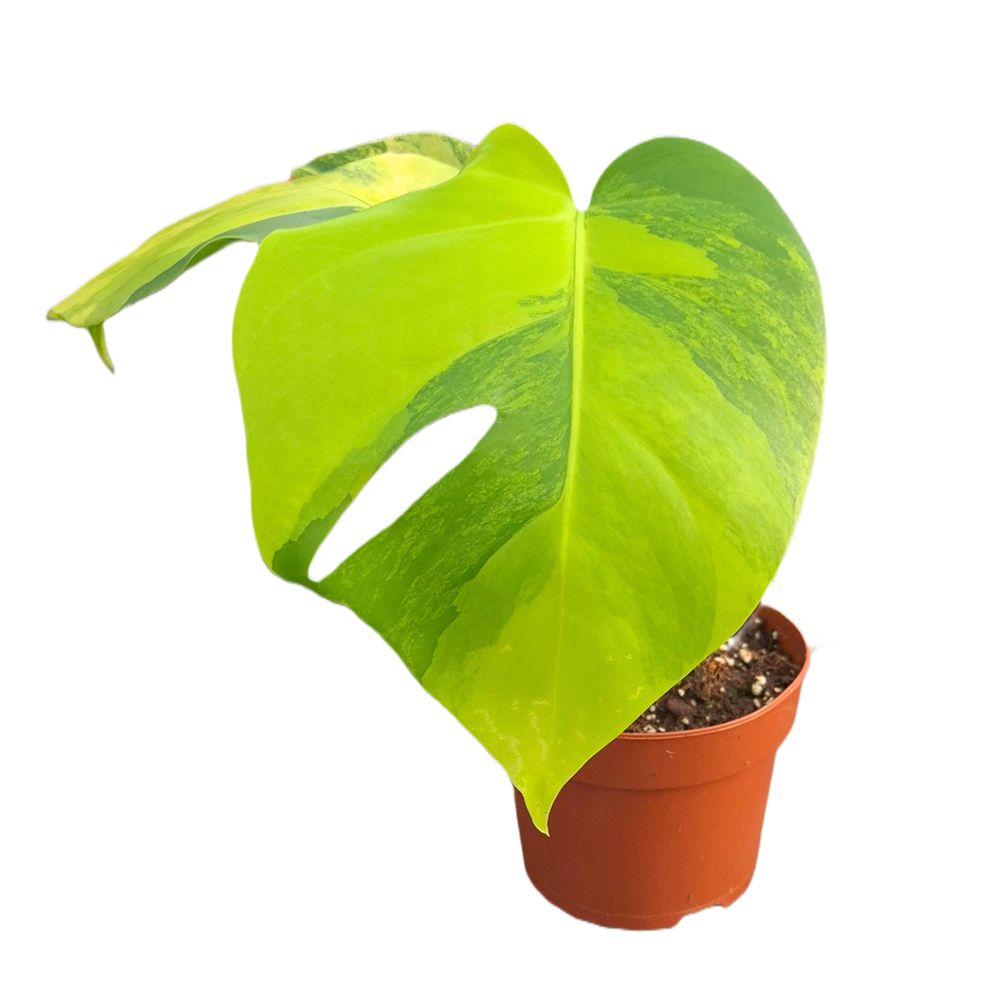 Monstera Deliciosa Aurea Variegata