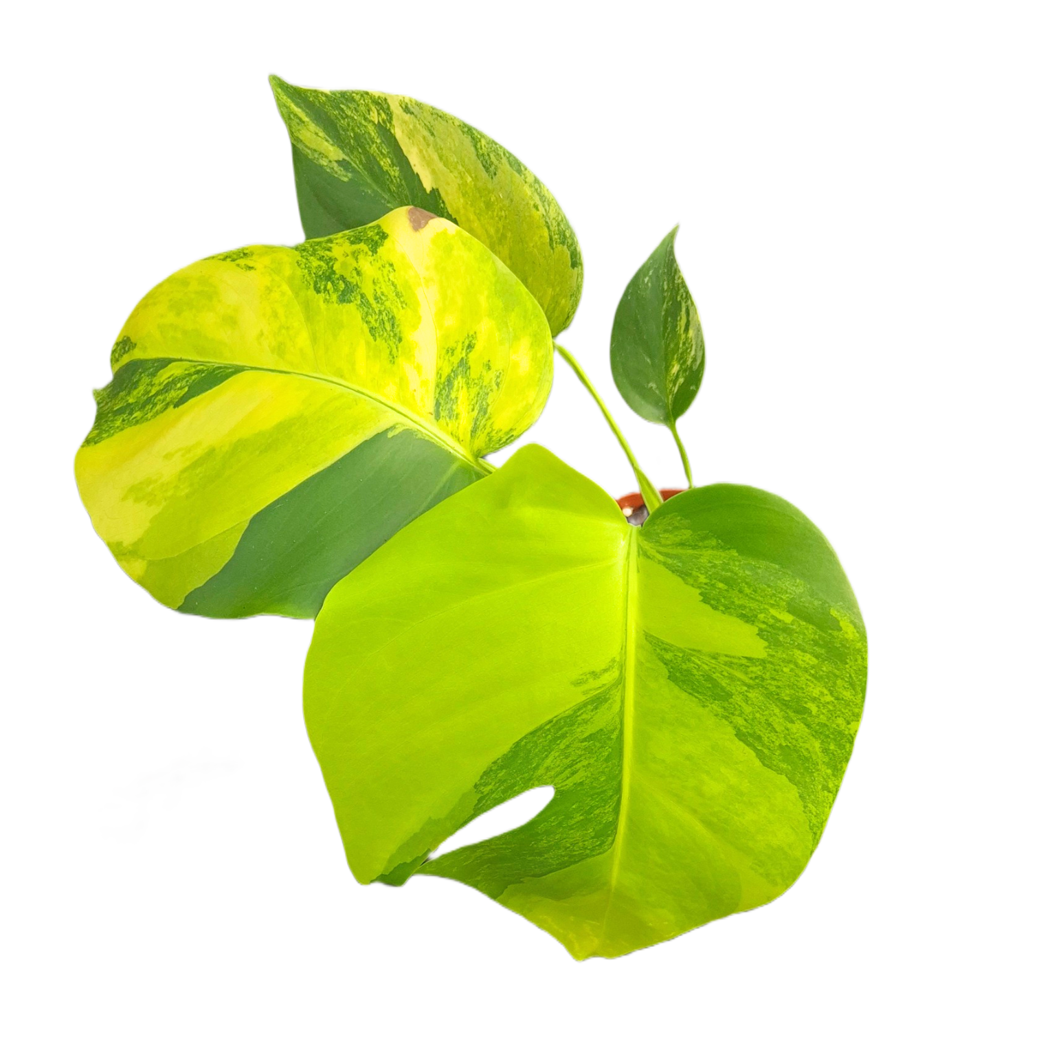 monstera deliciosa aurea variegata Monstera Deliciosa Aurea Variegata – Casa Botanica