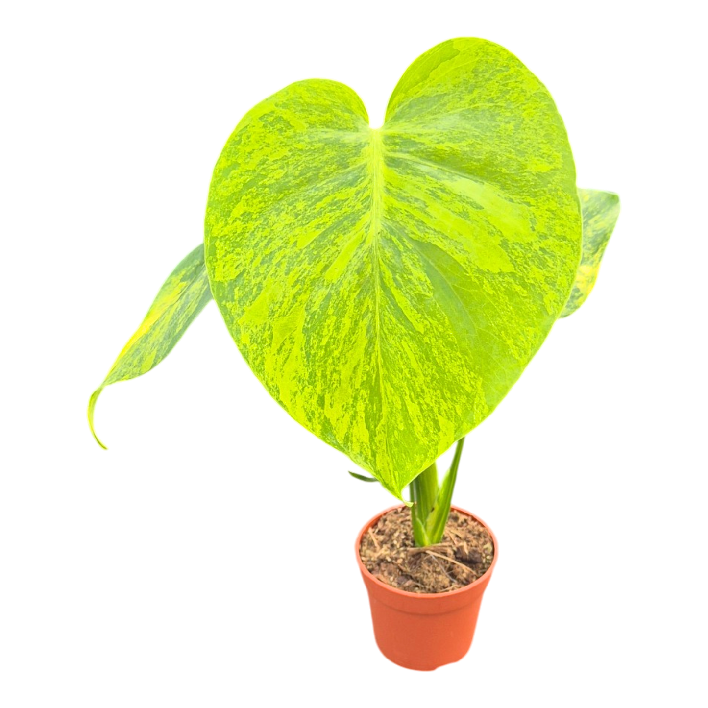 Monstera Deliciosa Aurea Variegata