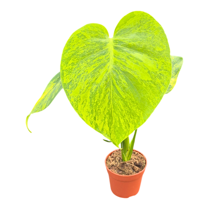 Monstera Deliciosa Aurea Variegata