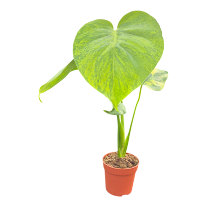 Monstera Deliciosa Aurea Variegata