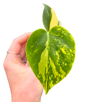 Monstera Deliciosa Aurea Variegata