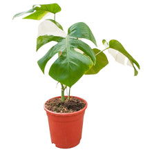 Monstera Deliciosa Variegata