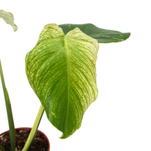 Monstera Devil Monster