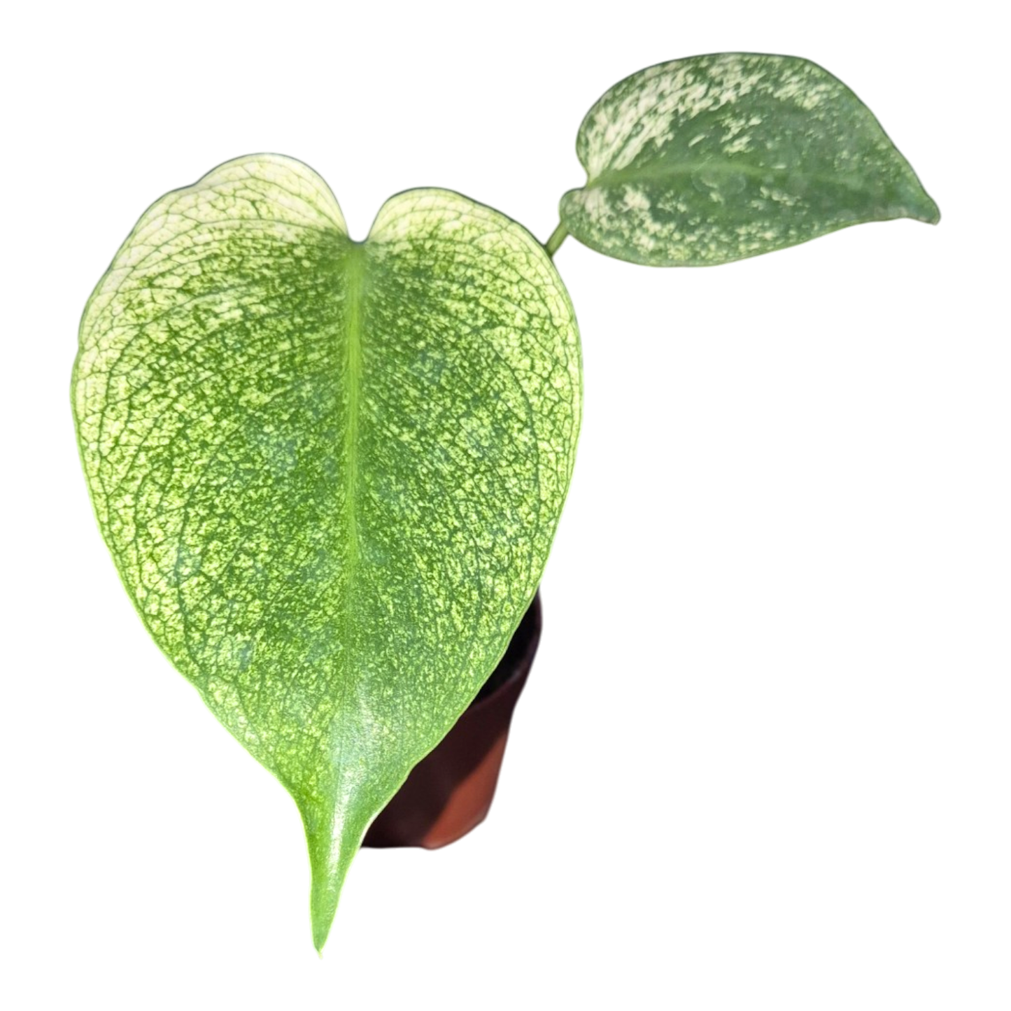 Monstera Teufelsmonster