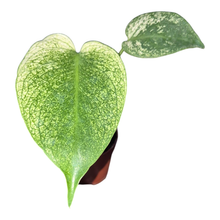 Monstera Bulbasaur
