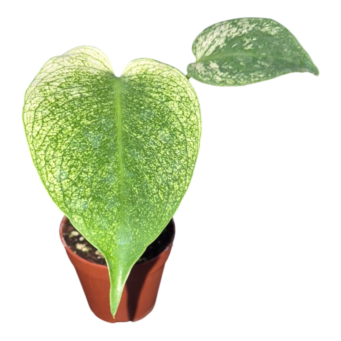 Monstera Teufelsmonster