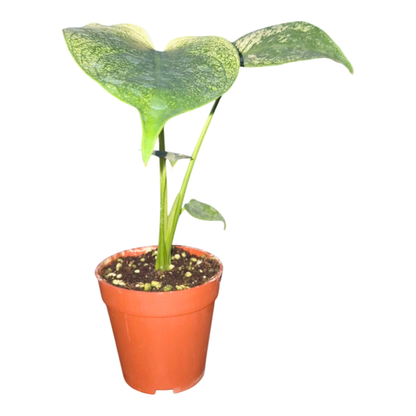 Monstera Teufelsmonster