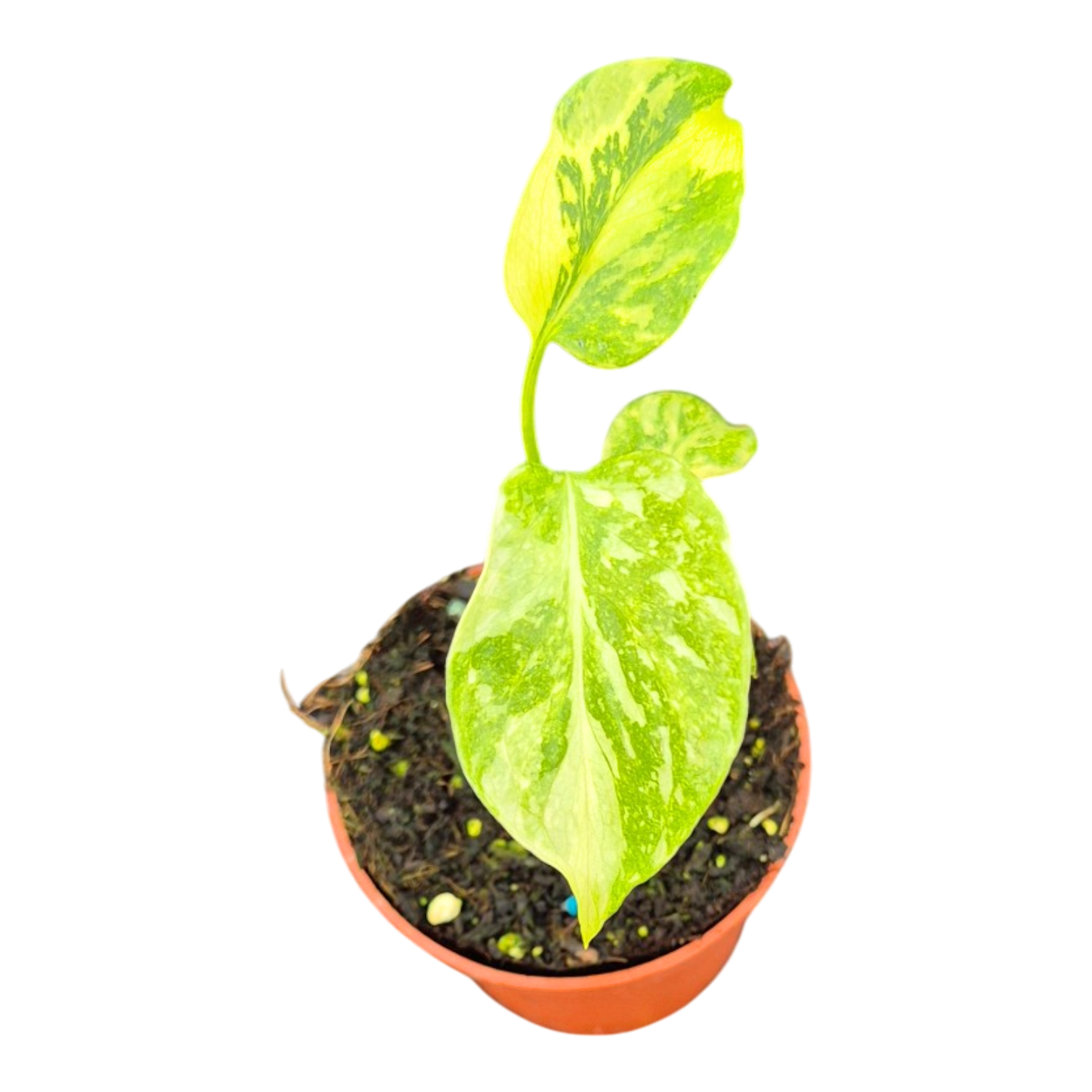 Monstera Electro Light
