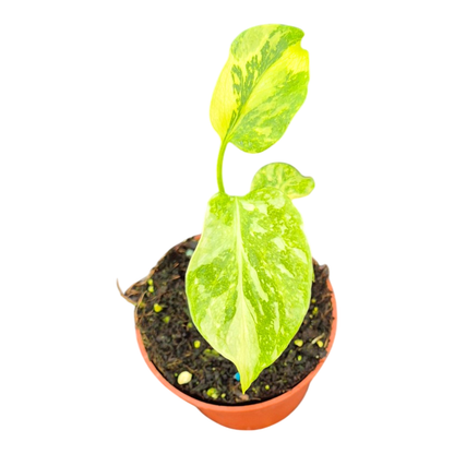 Monstera Electro Light