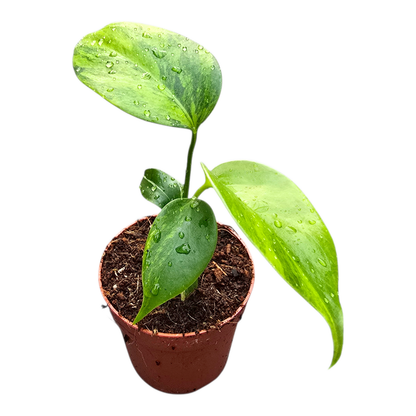 Monstera Deliciosa Green on Green