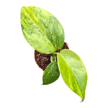 Monstera Deliciosa Green on Green