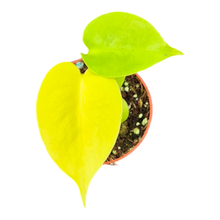 Monstera Lime Banana