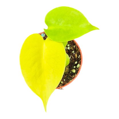 Monstera Lime Banana