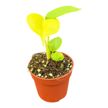 Monstera Lime Banana