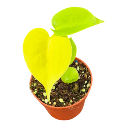 Monstera Lime Banana