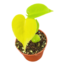 Monstera Lime Banana