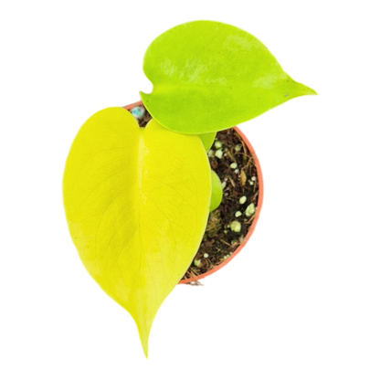 Monstera Lime Banana